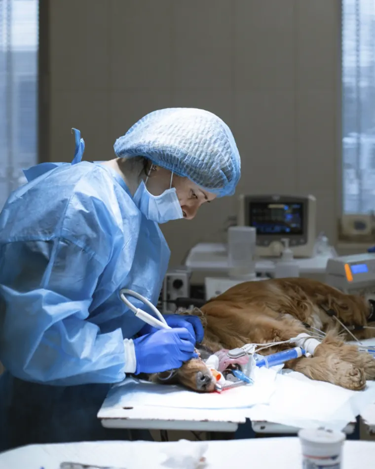 Veterinária realizando cirurgia