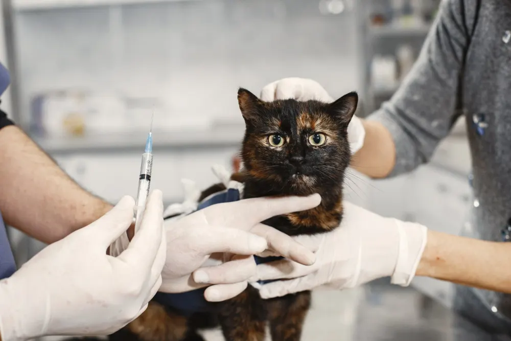 Gato sendo vacinado pela equipe veterinária