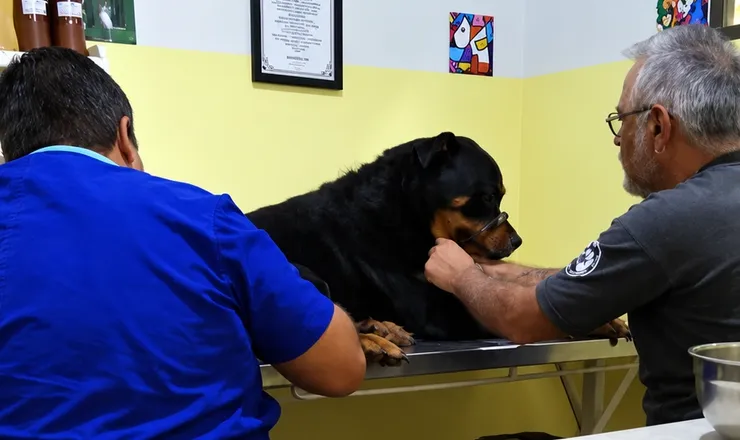 Rottweiler em consulta na mesa de atendimento