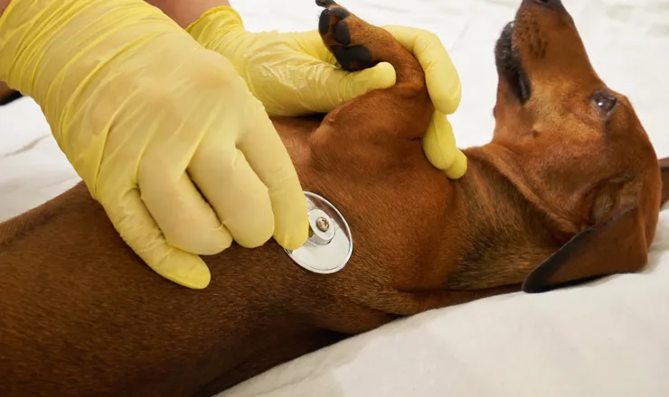Veterinária auscultando um cão com estetoscópio
